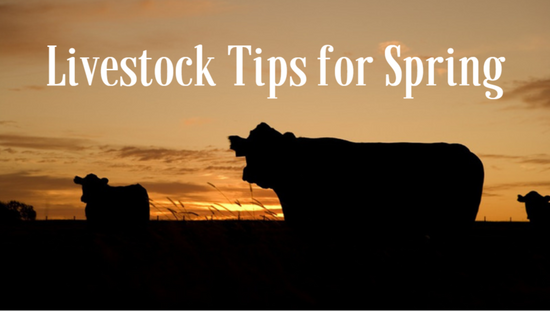 Livestock Tips for Spring